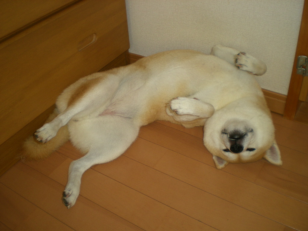 2010年9月4日(土)えっ?これが心ちゃん?_f0060461_95017.jpg