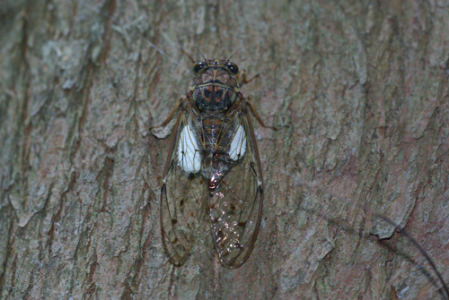 Epipomponia nawai_e0167571_21563215.jpg