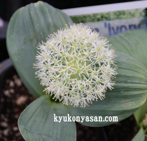 今年のイシオシ アリウム 井上まゆ美のお仕事日和 今年のイシオシ アリウム 井上まゆ美のお仕事日和