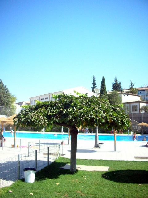 e0061699_94987.jpg