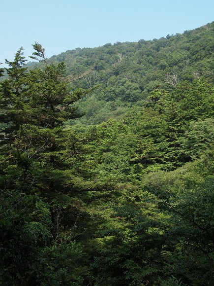 高城山林床の惨状とホソツツリンゴカミキリ_c0196900_19203497.jpg