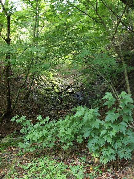 高城山林床の惨状とホソツツリンゴカミキリ_c0196900_2049169.jpg