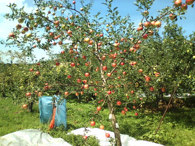 e0104702_19212536.jpg