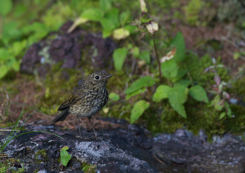 高いお山の鳥さん達　１_f0231403_16471287.jpg