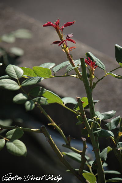 d0001008_1024614.jpg