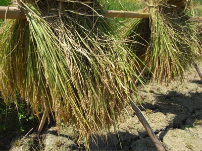 e0092221_17431295.jpg
