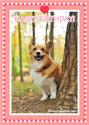 さくらちゃん、お誕生日おめでとう♪_d0102523_1133234.jpg