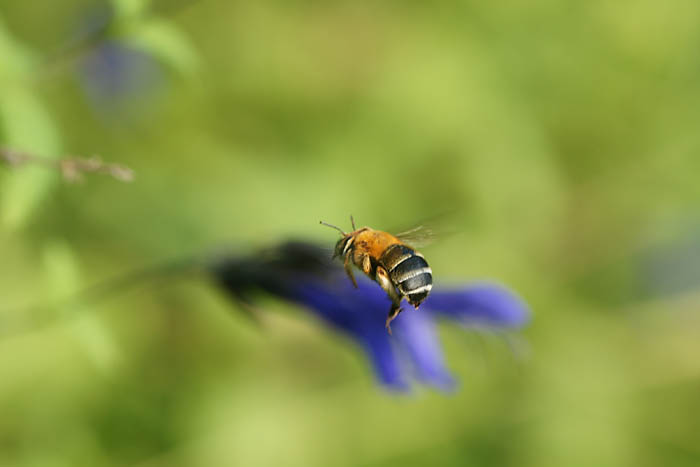 スジボソコシブトハナバチ…かな？_d0089024_1181626.jpg