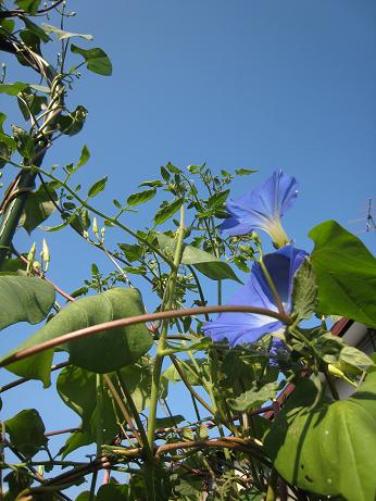 へヴンリーブルーの花、あちこち_f0166824_1511068.jpg