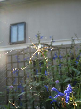 へヴンリーブルーの花、あちこち_f0166824_15411723.jpg