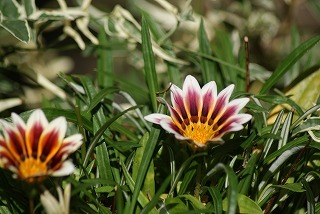 f0170524_1340221.jpg