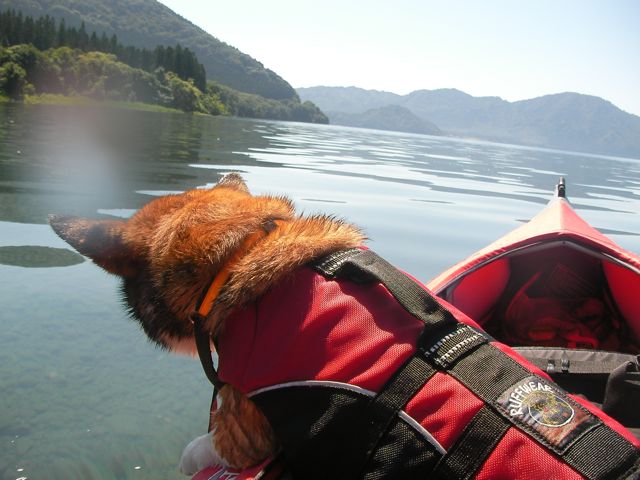 田沢湖で犬連れカヤック お転婆コーギー犬とeos Kiss Dでのお散歩フォト