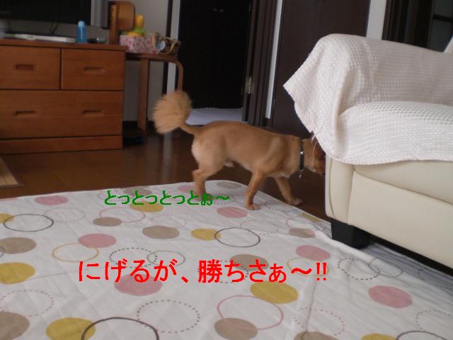 d0169340_1522717.jpg