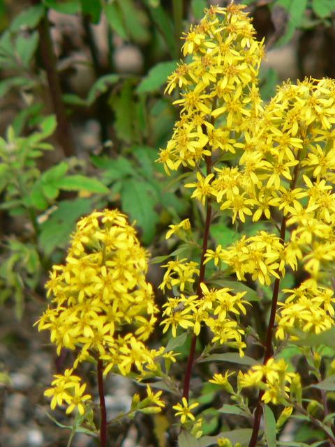 秋の麒麟草 アキノキリンソウ ポピュラーな花 秋の麒麟草 アキノキリンソウ ポピュラーな花