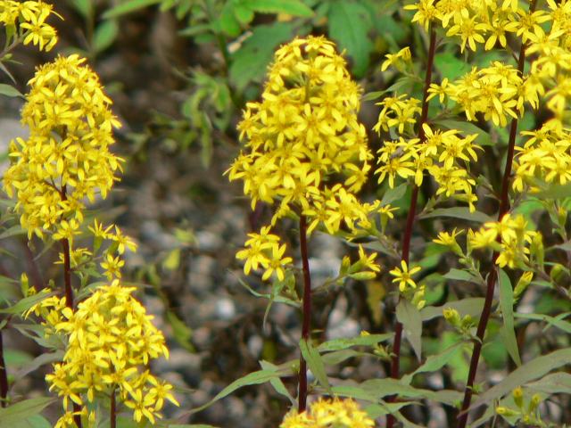 秋の麒麟草 アキノキリンソウ ポピュラーな花