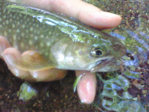 泣き尺岩魚_f0166551_2363714.jpg