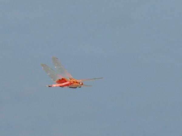 c0045352_20371160.jpg