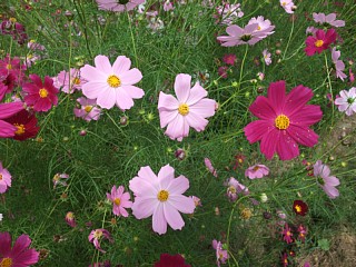 d0063060_11365612.jpg