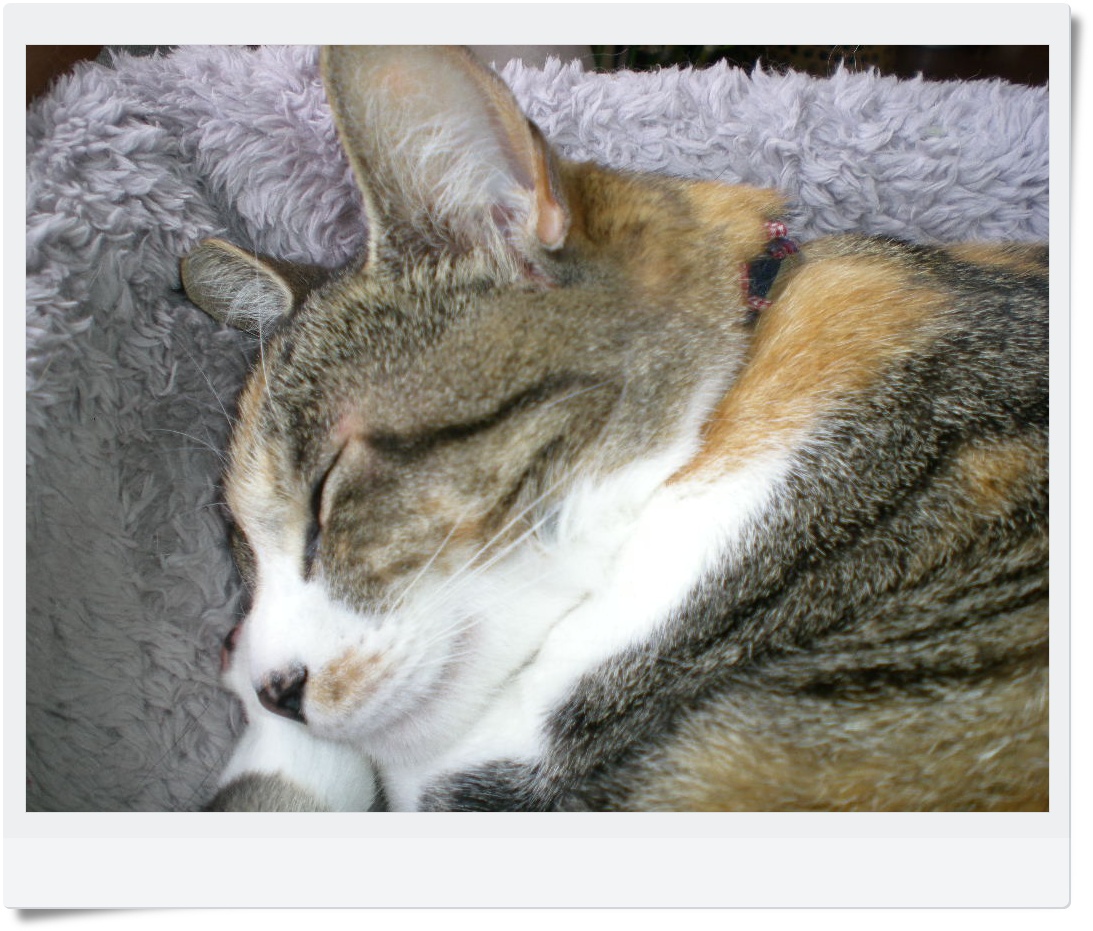 2010年9月5日(日)日本を守ろう!_f0060461_13183598.jpg