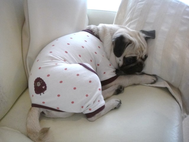 パグのムチムチおしり おやすみ羊パジャマの巻 パグっ子ジョバへの片思い Giovanni My Lovely Pug パグのムチムチおしり おやすみ羊パジャマの巻 パグっ子ジョバへの片思い Giovanni My Lovely Pug