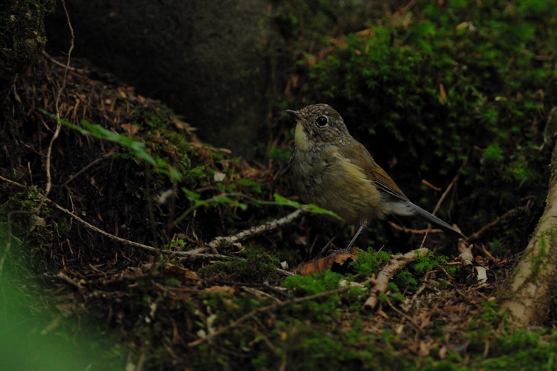 ルリビタキ 幼鳥_f0053272_155976.jpg