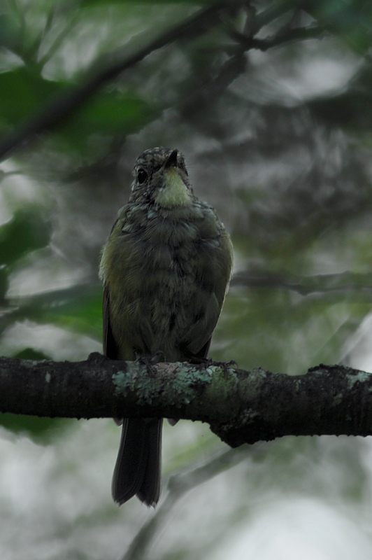 ルリビタキ 幼鳥_f0053272_1665249.jpg