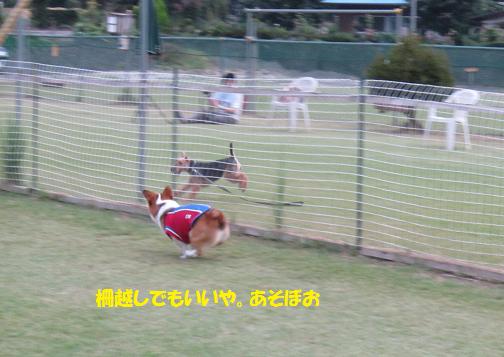 Dog Field 合衆国に行ってきました_c0210375_8102318.jpg