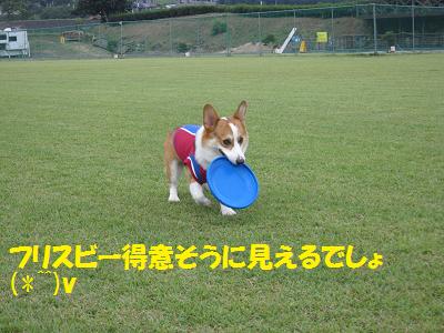 Dog Field 合衆国に行ってきました_c0210375_852932.jpg