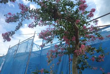 百日紅の家・構造見学会終了_d0087595_1540408.jpg