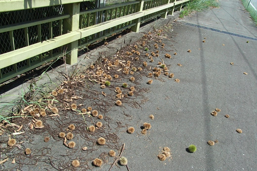 e0066210_2364319.jpg