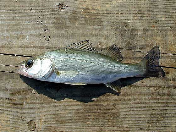 出世魚って 市場の日々