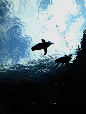 e0129517_81399.jpg