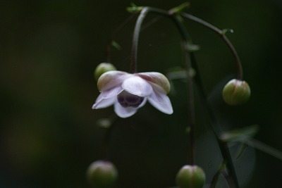 f0170524_1111369.jpg