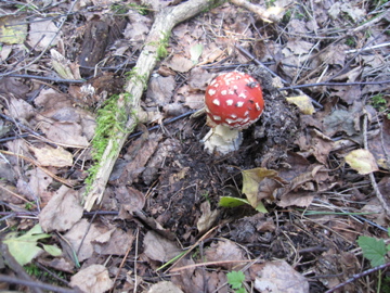 f0229725_5175834.jpg