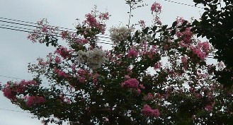 a0098027_1615080.jpg