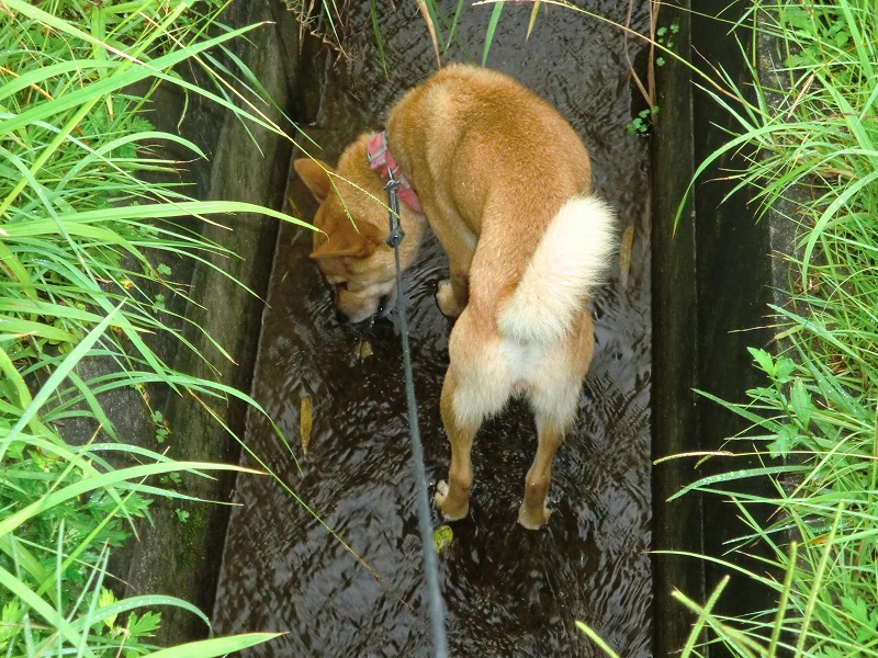 雨にふられて_d0007830_8463674.jpg