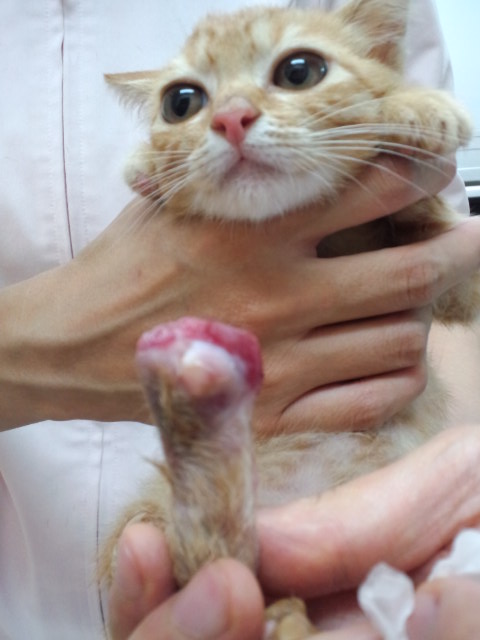 足に障害をもった子猫　希_a0126743_18281981.jpg