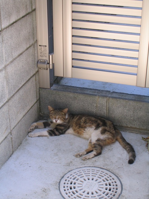 今日のとらきち 定点猫写真 _c0166765_11225295.jpg