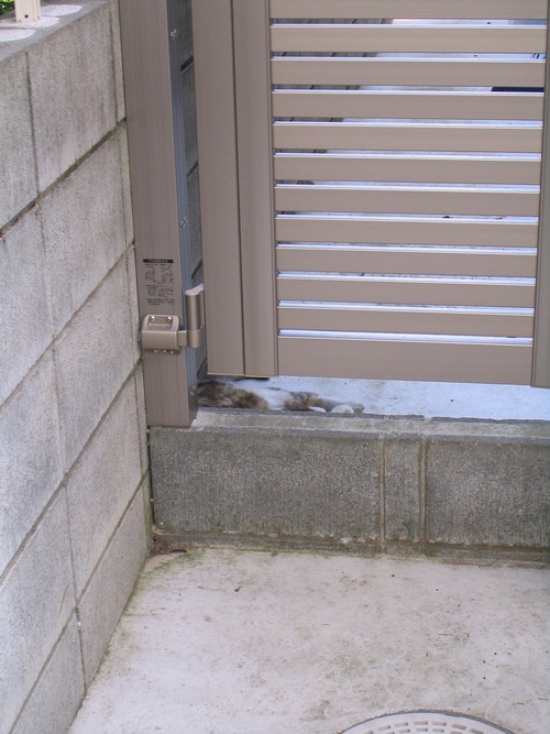 今日のとらきち 定点猫写真 _c0166765_11234360.jpg
