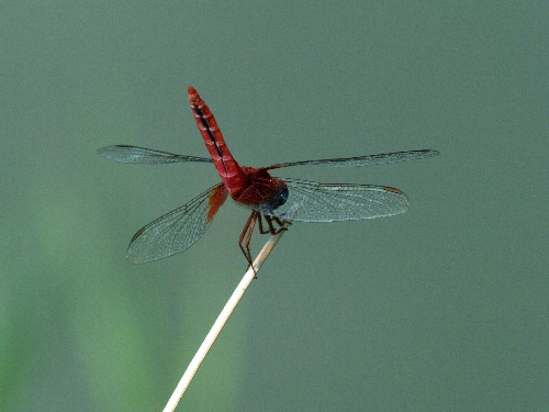f0208666_13315192.jpg