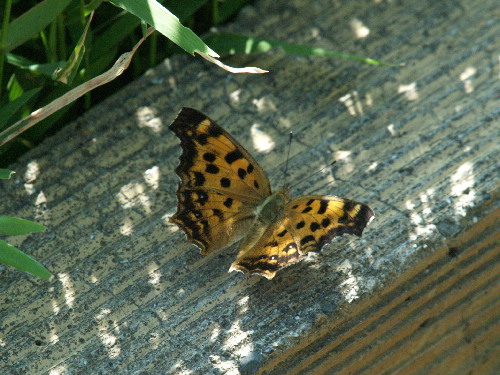 f0208666_1342629.jpg