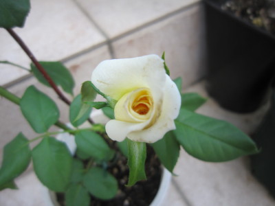 c0202870_814355.jpg