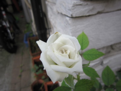 c0202870_817092.jpg
