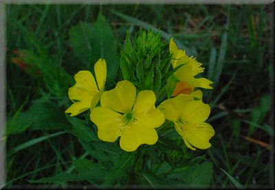 e0099375_92473.jpg