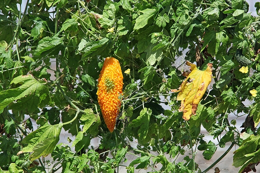 e0190885_1959246.jpg