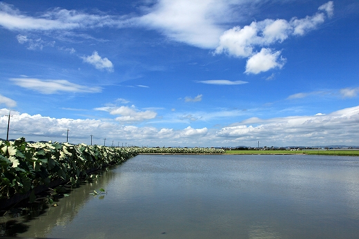 e0190885_2012866.jpg