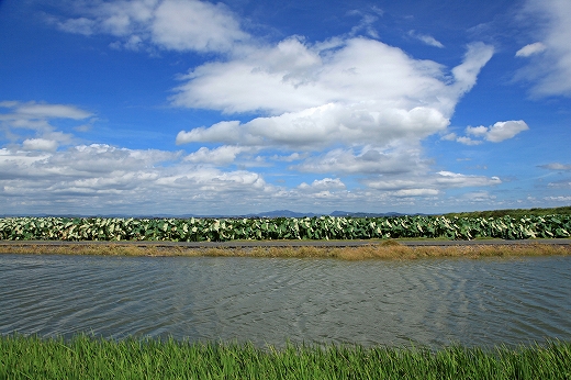 e0190885_2013473.jpg