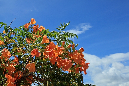 e0190885_2014027.jpg