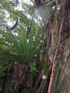 苔むす森の島。_d0063290_12396.jpg