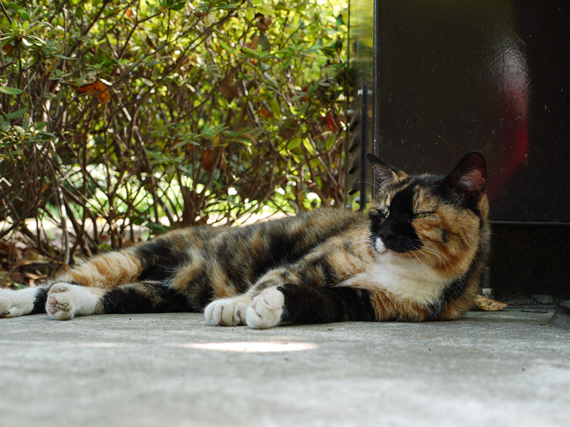 江ノ島の猫　2010/09/05_a0114003_2329721.jpg